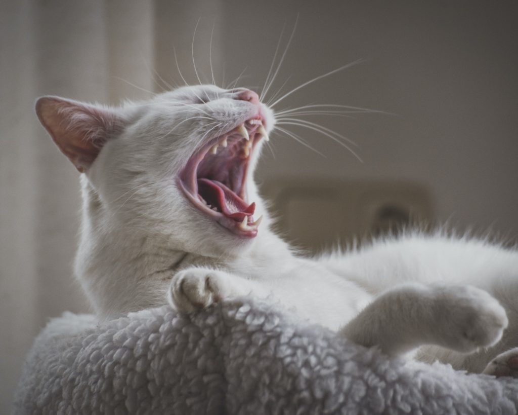 Close-Up Photo Of Yawning Cat
